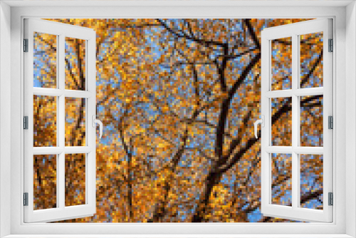 Fototapeta Naklejka Na Ścianę Okno 3D - Autumn Trees with golden yellow leaves against the blue sky