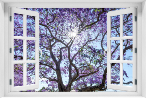 Fototapeta Naklejka Na Ścianę Okno 3D - Jacaranda trees in full blossom in Grafton during spring and the Jacaranda festival, Australia