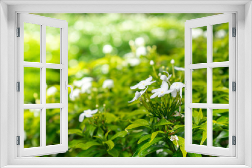 Fototapeta Naklejka Na Ścianę Okno 3D - White jasmine flowers with green nature blur background.