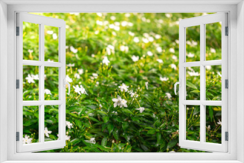 Fototapeta Naklejka Na Ścianę Okno 3D - White jasmine flowers with green nature blur background.