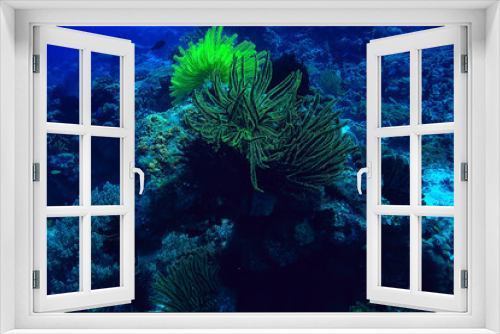 Fototapeta Naklejka Na Ścianę Okno 3D - coral reef macro / texture, abstract marine ecosystem background on a coral reef
