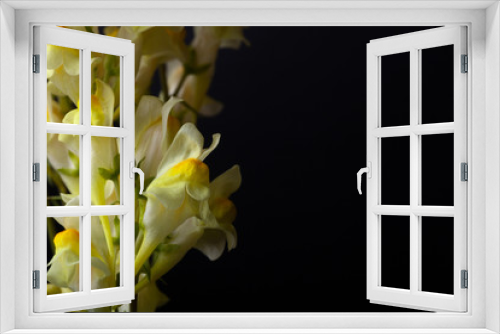 Fototapeta Naklejka Na Ścianę Okno 3D - Summer wildflowers on a dark background. Selective focus. Shallow depth of field