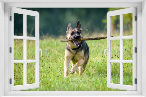 Fototapeta Naklejka Na Ścianę Okno 3D - Beautiful Young Black German Shepherd Dog