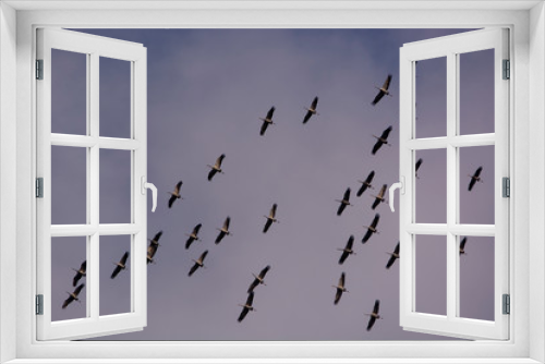 Fototapeta Naklejka Na Ścianę Okno 3D - cranes departure