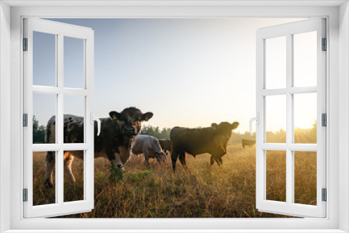 Fototapeta Naklejka Na Ścianę Okno 3D - Galloway Rinder im Gegenlicht der aufgehenden Sonne auf einer steppeartigen Weide