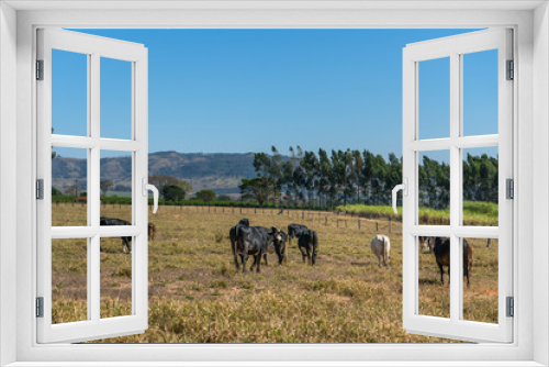 Fototapeta Naklejka Na Ścianę Okno 3D - Dairy cattle grazing