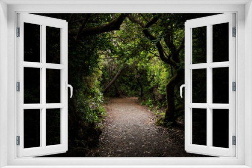 Fototapeta Naklejka Na Ścianę Okno 3D - Trail Through Gnarly Overgrown Forest