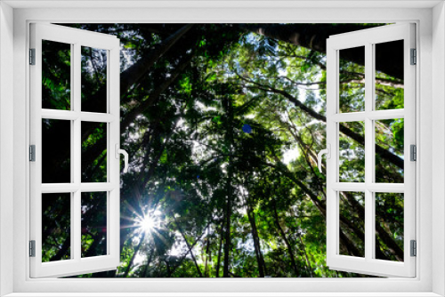 Fototapeta Naklejka Na Ścianę Okno 3D - Rainforest at Fraser Island Kgari with tall trees Queensland australia