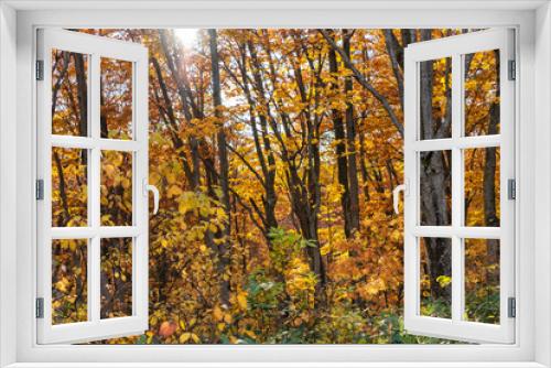 Fototapeta Naklejka Na Ścianę Okno 3D - Colorful trees in forest. Autumn foliage scenery view, full of magnificent colours in red, orange, and golden colors foliage