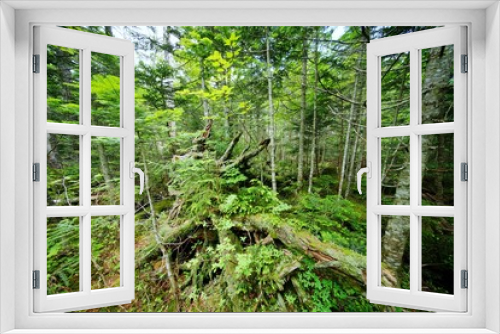 Fototapeta Naklejka Na Ścianę Okno 3D - 原始の森