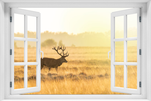 Fototapeta Naklejka Na Ścianę Okno 3D - Male red deer stag cervus elaphus, rutting during sunset
