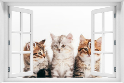 Fototapeta Naklejka Na Ścianę Okno 3D - Siberian cats, cute kittens from same litter isolated on white