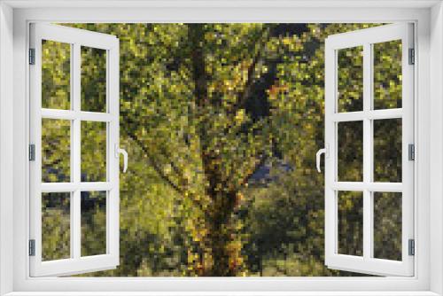 Fototapeta Naklejka Na Ścianę Okno 3D - Leaves in a forest