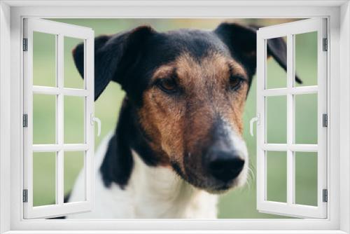 Fototapeta Naklejka Na Ścianę Okno 3D - Cute terrier dog at garden