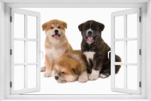Fototapeta Naklejka Na Ścianę Okno 3D - Puppie dogs Akita Inu