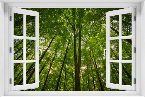Fototapeta Naklejka Na Ścianę Okno 3D - treetops and blue sky looking up trees inside forest