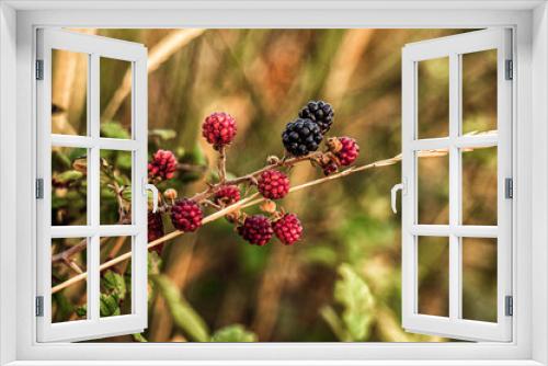 Fototapeta Naklejka Na Ścianę Okno 3D - Wild Blackberry Berries Branch on Blurred Background