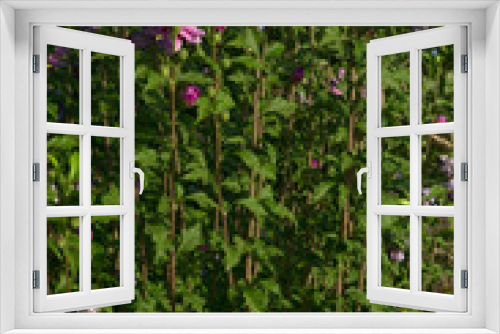 Fototapeta Naklejka Na Ścianę Okno 3D - hibiscus magenta chiffon