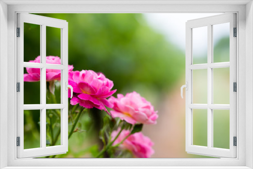 Fototapeta Naklejka Na Ścianę Okno 3D - pink rose bush blooms in meadow