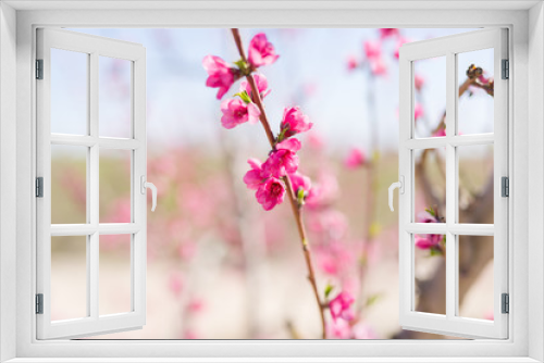 Fototapeta Naklejka Na Ścianę Okno 3D - Beautiful pink peach flowers petals and trees blooming on a spring sunny day
