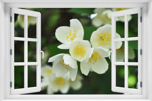 Fototapeta Naklejka Na Ścianę Okno 3D - white flower jasmine