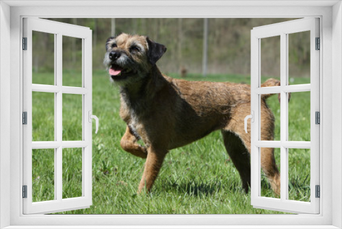 Fototapeta Naklejka Na Ścianę Okno 3D - border terrier outside