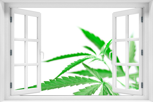 Fototapeta Naklejka Na Ścianę Okno 3D - Green medicinal plant cannabis leaf