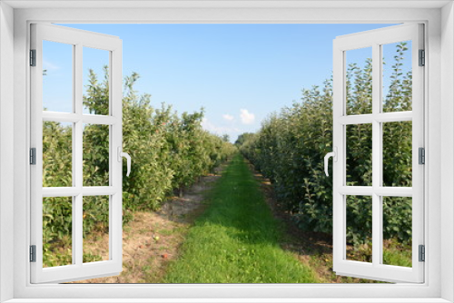 Fototapeta Naklejka Na Ścianę Okno 3D - jabłek, sad, drzew, sady , zieleń,jabłka , lato , Sandomierskie sady , Jabłko Sandomierskie