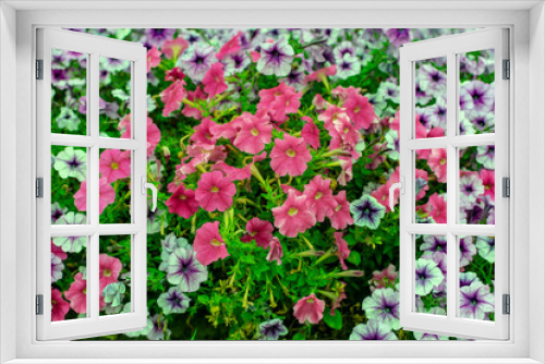 Fototapeta Naklejka Na Ścianę Okno 3D - Bright multi-colored flowers close-up on a summer day