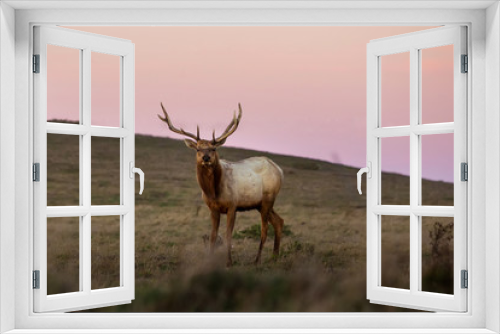 Fototapeta Naklejka Na Ścianę Okno 3D - silhouette of deer on beautiful sky background