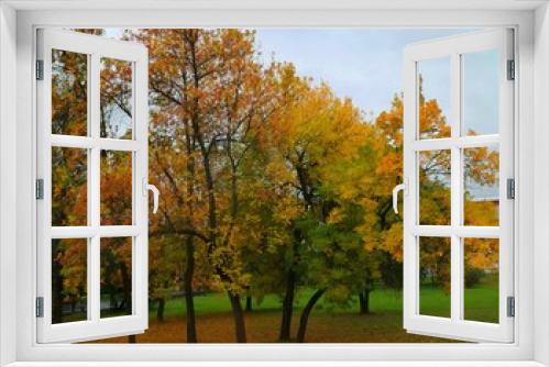 Fototapeta Naklejka Na Ścianę Okno 3D - Soft focus of beautiful park with tree and colorful leaves on green grass in autumn. Nature background concept. 