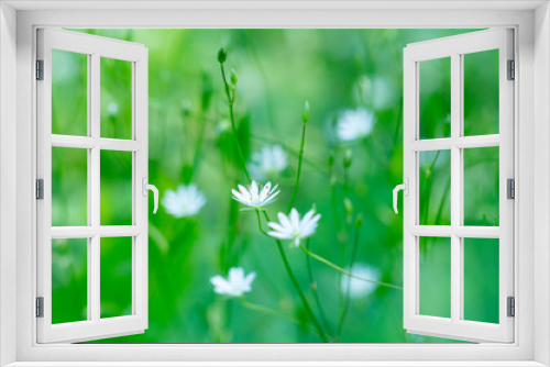 Fototapeta Naklejka Na Ścianę Okno 3D - white flowers on green background
