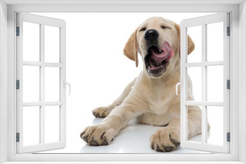 Fototapeta Naklejka Na Ścianę Okno 3D - super pleased labrador retriever puppy dog licking its nose
