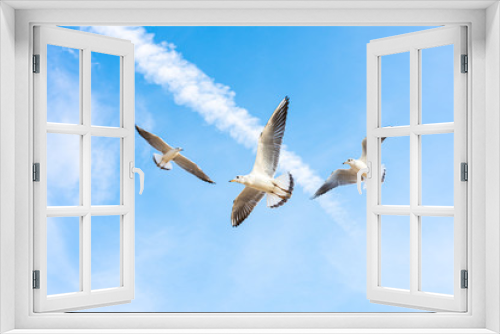 Fototapeta Naklejka Na Ścianę Okno 3D - Seagulls