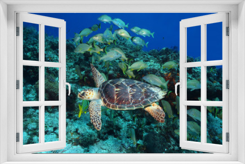 Fototapeta Naklejka Na Ścianę Okno 3D - Hawksbill Turtle Swimming with a school of Grunts - Cozumel