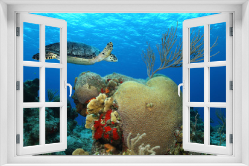 Fototapeta Naklejka Na Ścianę Okno 3D - Hawksbill Turtle and Brain Coral - Cozumel, Mexico