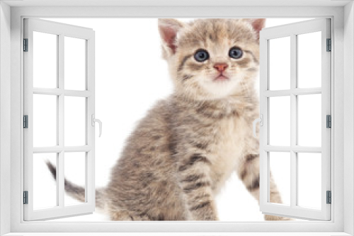 Fototapeta Naklejka Na Ścianę Okno 3D - Small gray kitten.