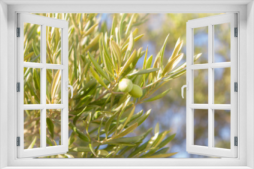 Fototapeta Naklejka Na Ścianę Okno 3D - Olives growing in olive tree. spanish olive oil