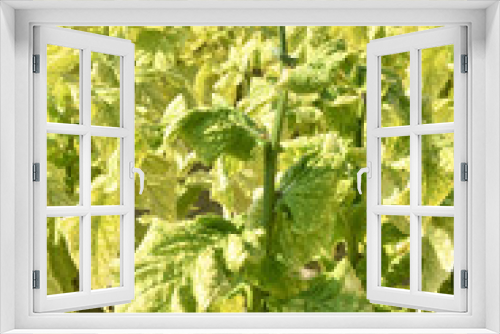 Fototapeta Naklejka Na Ścianę Okno 3D - 収穫前の煙草の葉