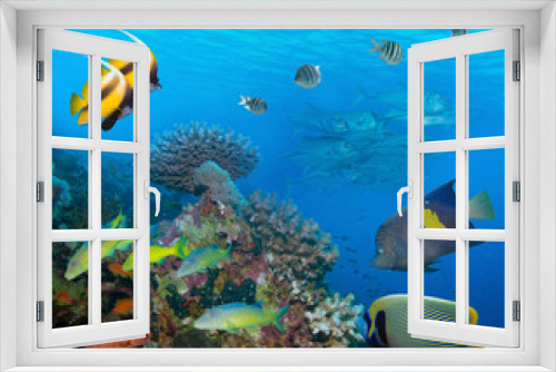 Fototapeta Naklejka Na Ścianę Okno 3D - Coral and fish