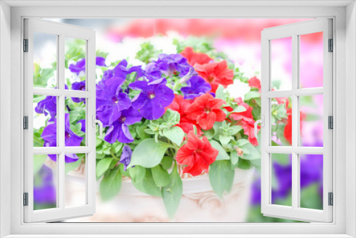 Fototapeta Naklejka Na Ścianę Okno 3D - Colorful petunia flowers, Grandiflora is the most popular variety of petunia, with large single or double flowers that form mounds of colorful solid, striped, or variegated blooms.