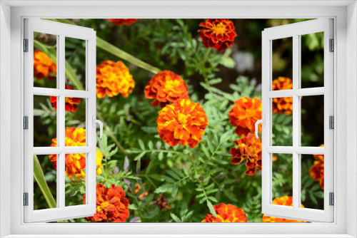 Fototapeta Naklejka Na Ścianę Okno 3D - Beautiful marigolds bloom in the summer garden on a sunny day.