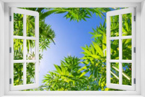 Fototapeta Naklejka Na Ścianę Okno 3D - Ein Feld mit Marihuana oder Hanf Pflanzen mit blauem Himmel und Sonne im Hintergrund