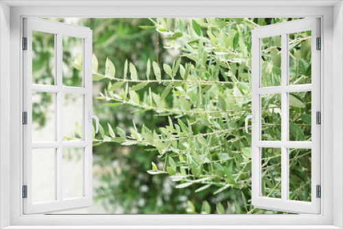 Fototapeta Naklejka Na Ścianę Okno 3D - Raindrops on olive branches, floral background