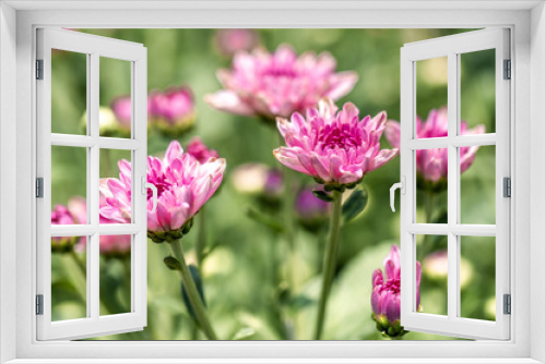 Fototapeta Naklejka Na Ścianę Okno 3D - Chrysanthemum flowers in the farmer's garden