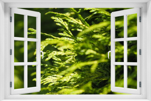 Fototapeta Naklejka Na Ścianę Okno 3D - arizónica vista de cerca de color verde sana