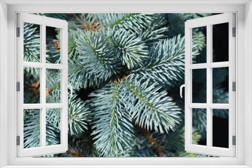 Fototapeta Naklejka Na Ścianę Okno 3D - Dwarf Colorado blue spruce