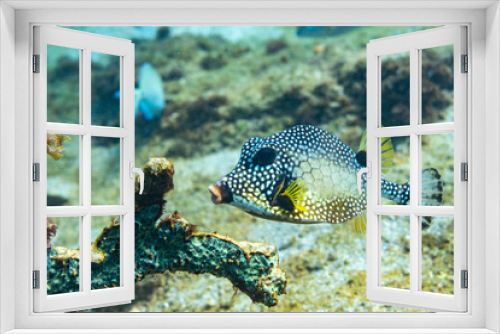 Fototapeta Naklejka Na Ścianę Okno 3D - Smooth Trunkfish