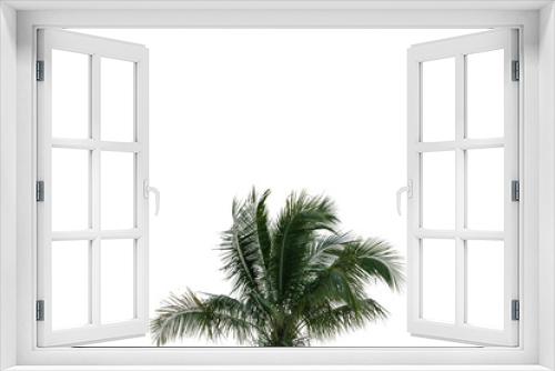 Fototapeta Naklejka Na Ścianę Okno 3D - palm tree isolated on white