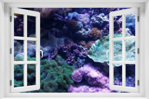 Fototapeta Naklejka Na Ścianę Okno 3D - Tropical fish in coral reef